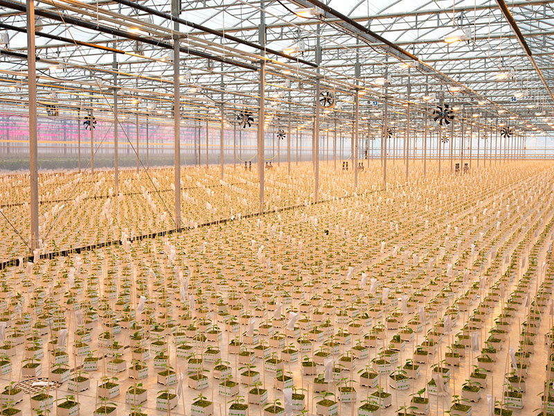 Large Cucumber Greenhouse