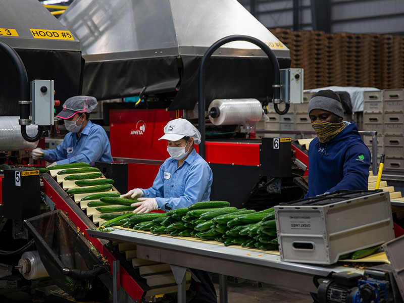 3 Workers in Cucumber Greenhouse