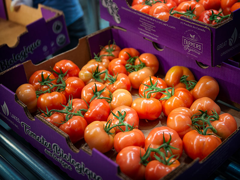 Tomatoes on the Vine in Purple Box