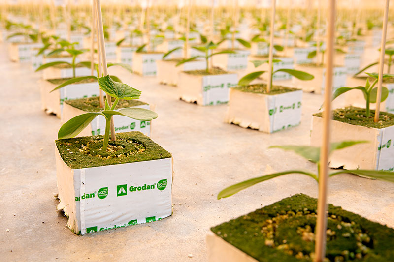 Small Cucumber Plants