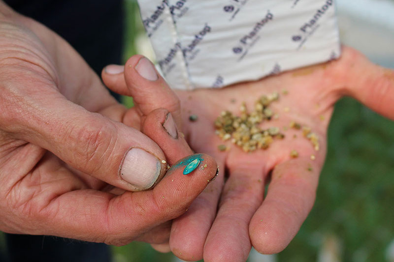 Cucumber Seeds in Hand