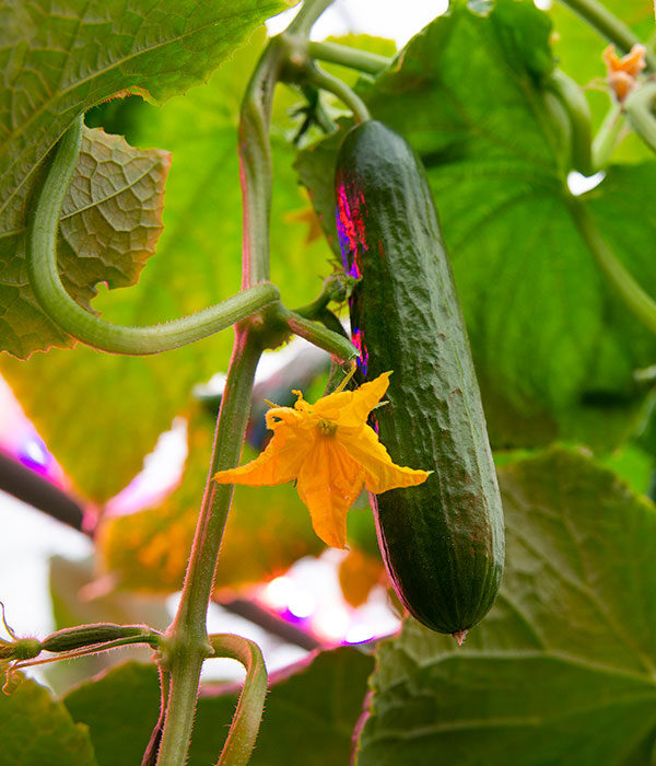 Cucumber on Vine in Greenhouse