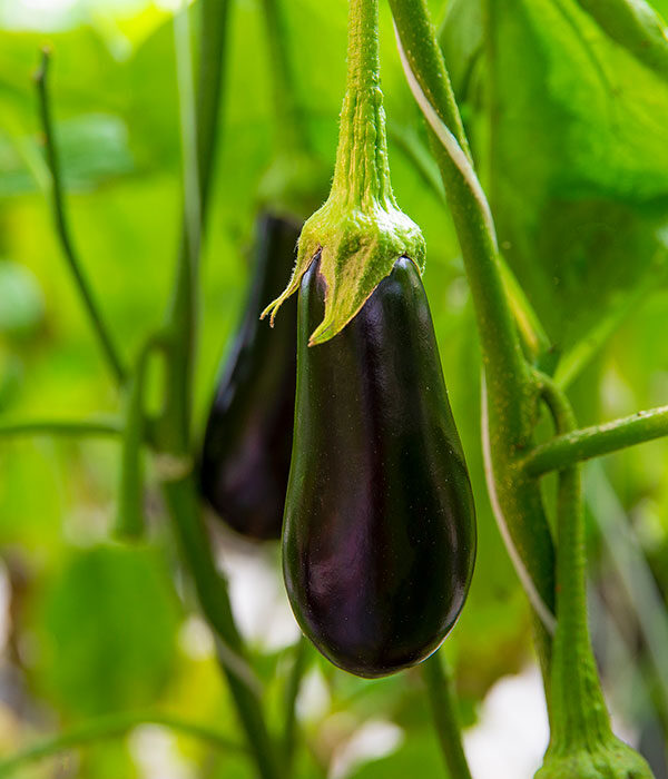 Eggplant on Vine in Greenhouse
