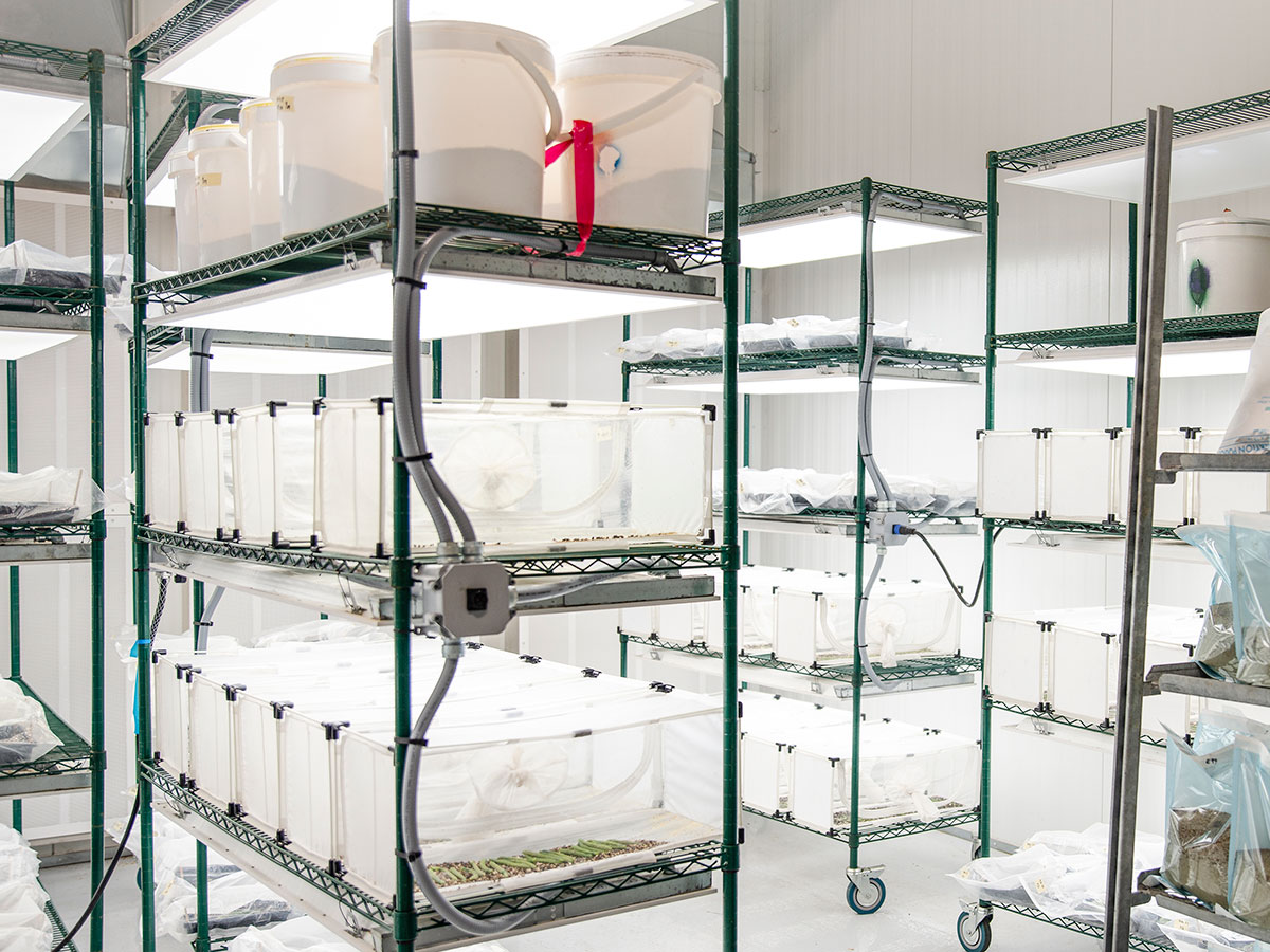 Pest Control in Greenhouse