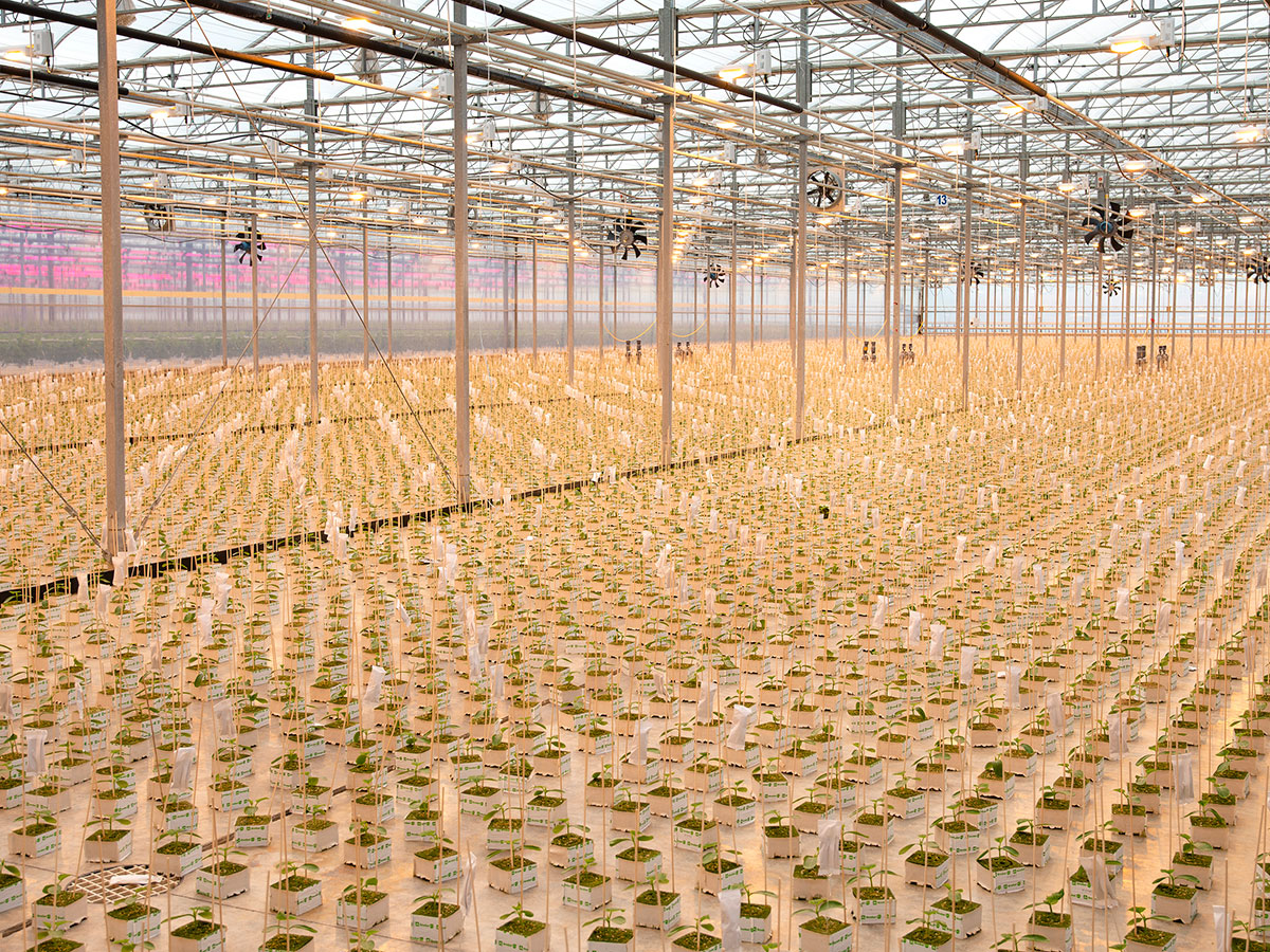 Cucumbers in Early Growing Stage