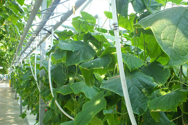 Cucumber Greenhouse