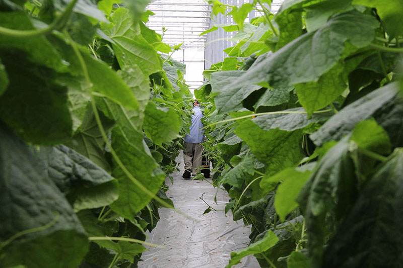 Worker in Cucumber Greenhouse