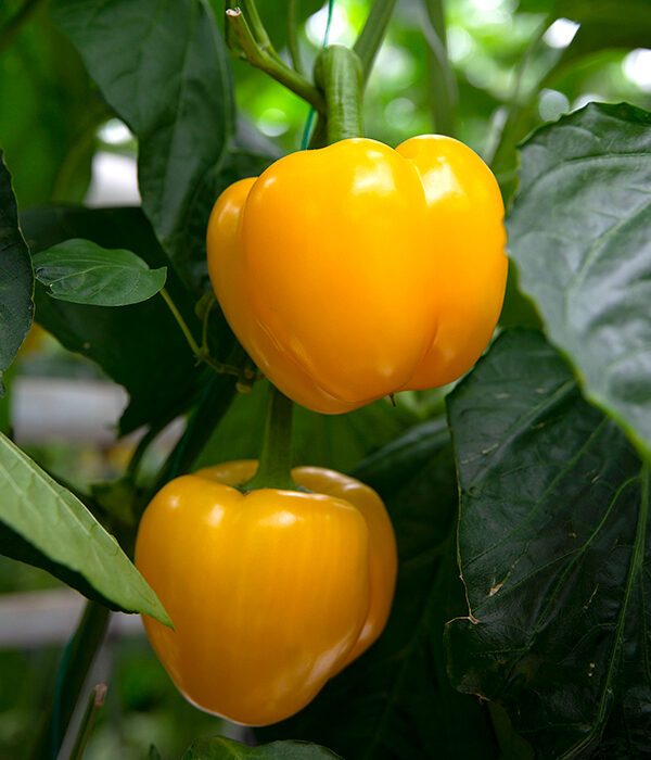 Organic Bell Peppers on the Vine