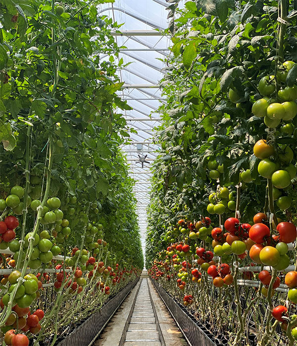 Tomatoes on the Vine